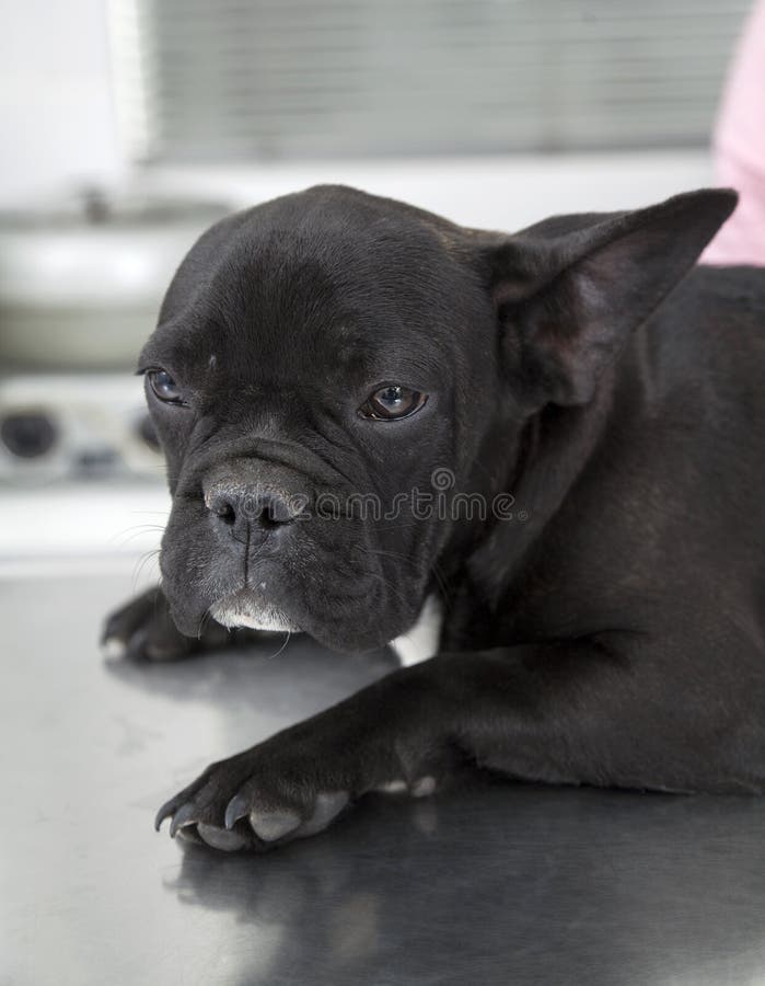 Bouledogue français se reposant sur le Tableau dans la clinique photos libres de droits Bouledogue français se reposant sur le Tableau dans la clinique photos libres de droits