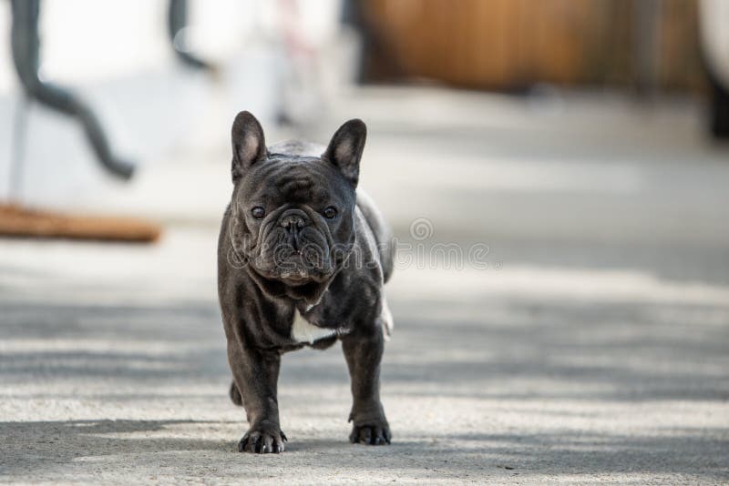 Bouledogue français semblant sérieux tout en se reposant dehors devant la maison sur le trottoir photo stock Bouledogue français semblant sérieux tout en se reposant dehors devant la maison sur le trottoir photo stock
