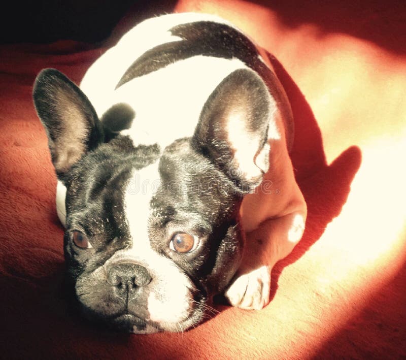 Bouledogue français triste de charme sur le portrait stupéfiant de photo couleur de divan d'un chiot photographie stock libre de droits Bouledogue français triste de charme sur le portrait stupéfiant de photo couleur de divan d'un chiot photographie stock libre de droits