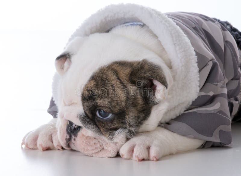 bouledogue masculin mignon images stock bouledogue masculin mignon images stock
