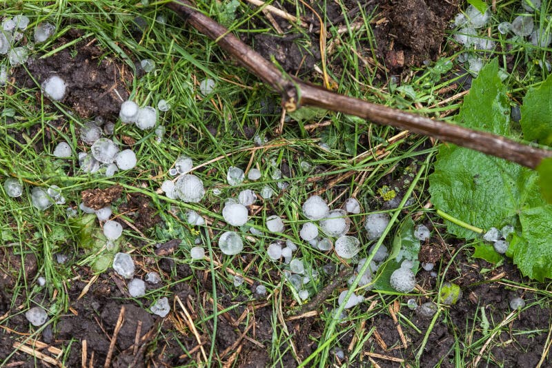 Grêle sous forme de boules de glace dans un vignoble photo stock