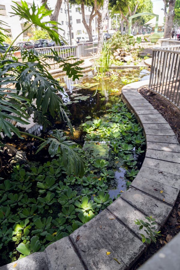 A pond with tropical plants in the middle of Rothschild Boulevard in Tel Aviv, Israel. A pond with tropical plants in the middle of Rothschild Boulevard in Tel Aviv, Israel.