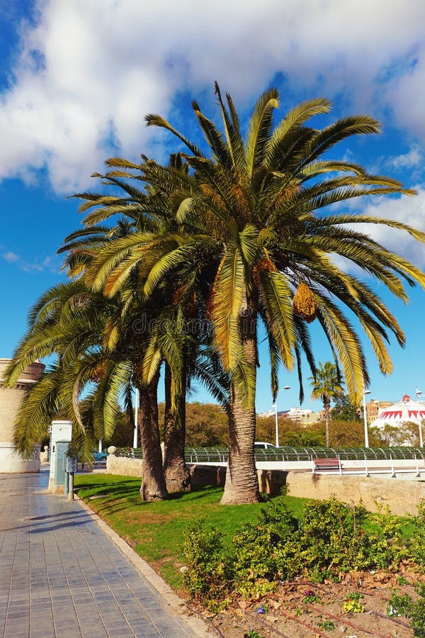 Boulevard With Palm Trees Against The Blue Sky And Cloud ...