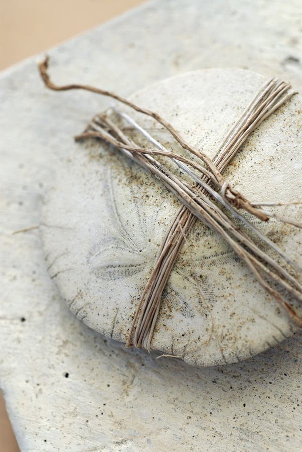 Bound Sand Dollar