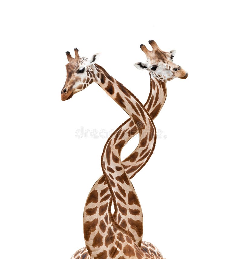 Giraffe Tied Stock Photos Free & RoyaltyFree Stock Photos from