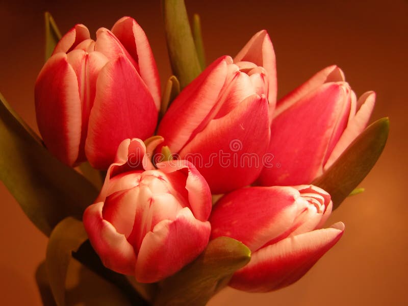 Download Bouquet stock photo. Image of detail, spring, tulip, flora - 104028