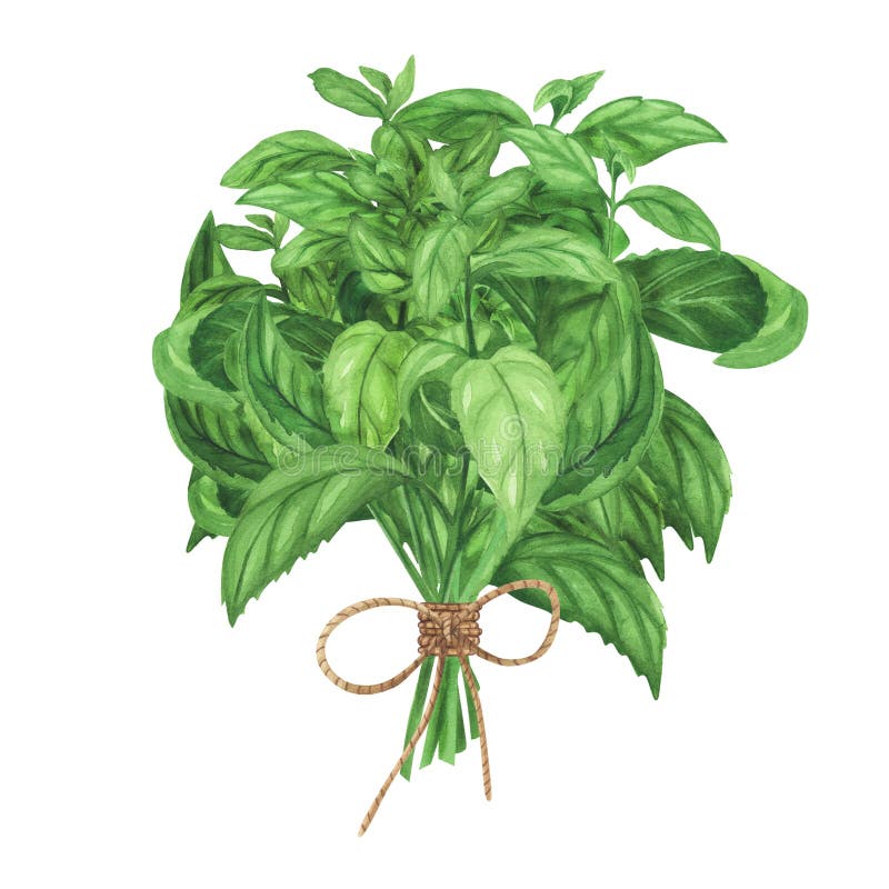 Bouquet. akwarela ilustracja kulinarnych ziół do gotowania wyizolowanych na białym tle. sztuka projektowania royalty ilustracja