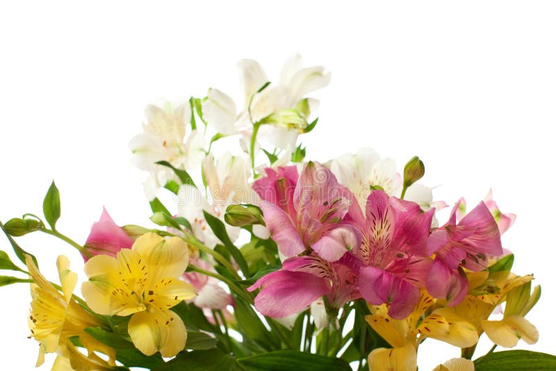 Bouquet of Alstroemeria flower