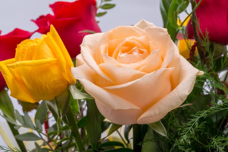Bouquet of Assorted Multicolored Roses Stock Image Image of colorful