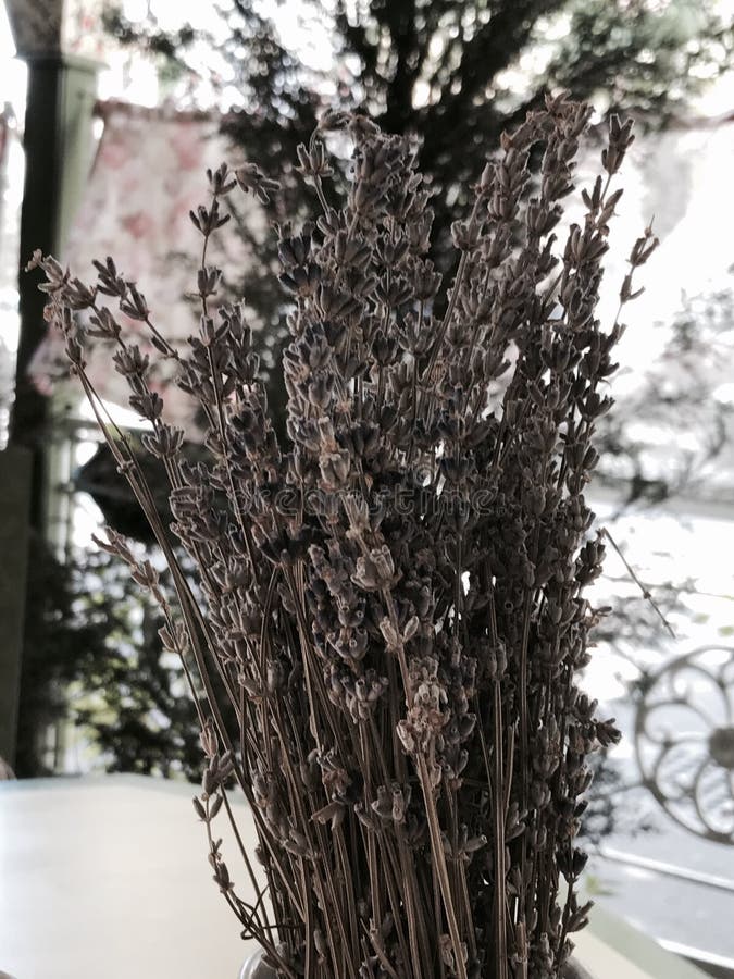 Bouquet av torkade vilda blommor inomhus