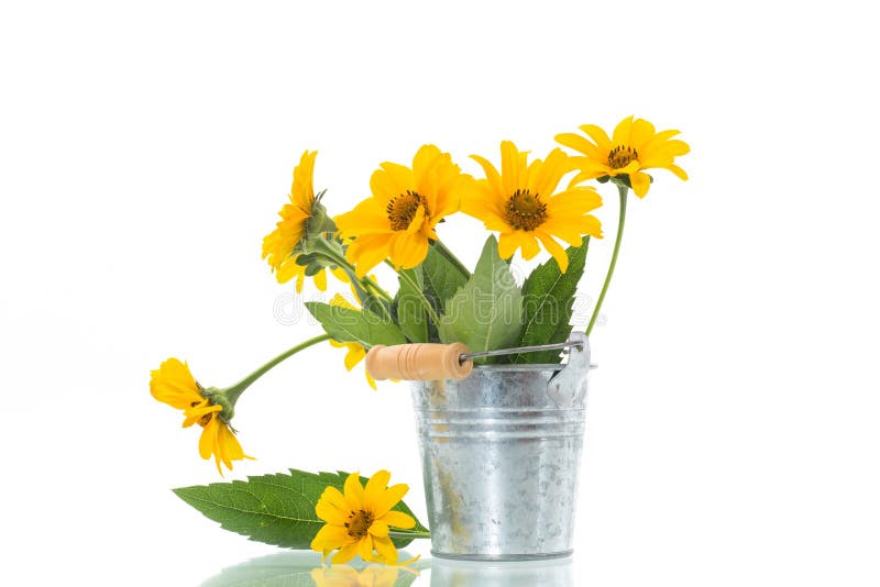 Bouquet of Beautiful Blooming Yellow Daisies Isolated on White Stock