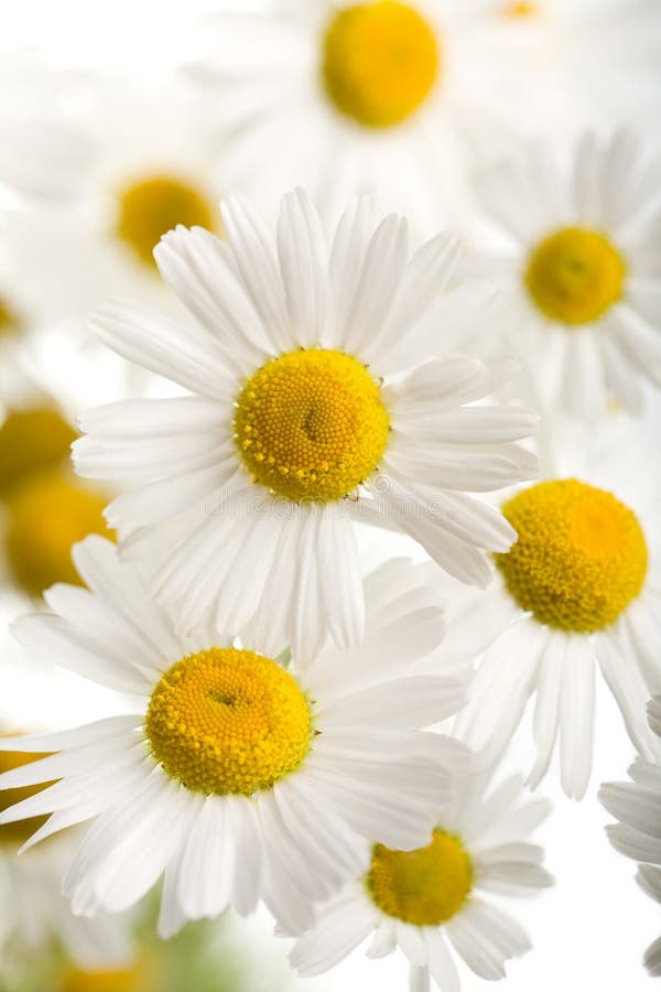 Bouquet of beautiful camomiles isolated