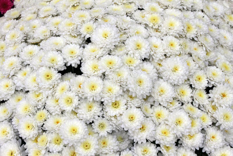 A bouquet of beautiful chrysanthemum flowers outdoors. Chrysanthemums in the garden. Colorful flower chrisanthemum. Floral pattern stock images A bouquet of beautiful chrysanthemum flowers outdoors. Chrysanthemums in the garden. Colorful flower chrisanthemum. Floral pattern stock images