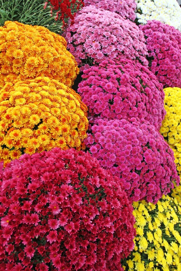 A bouquet of beautiful chrysanthemum flowers outdoors. Chrysanthemums in the garden. Colorful flower chrisanthemum. Floral pattern stock photos A bouquet of beautiful chrysanthemum flowers outdoors. Chrysanthemums in the garden. Colorful flower chrisanthemum. Floral pattern stock photos