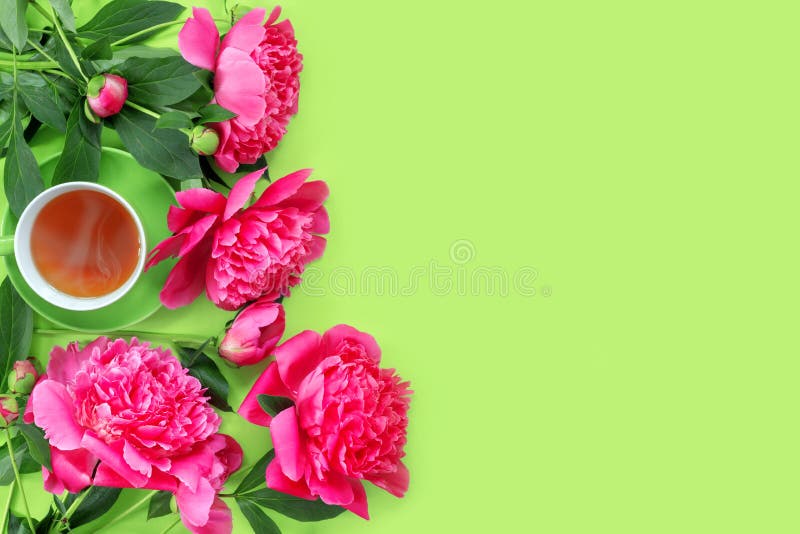 Bouquet of beautiful delicate pink peonies and cup of hot tea for holiday. Summer greeting card.  Creative banner