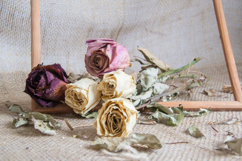 Bouquet of beautiful dried yellow and red roses stock image Bouquet of beautiful dried yellow and red roses stock image