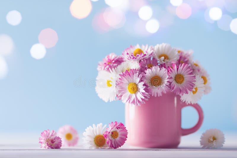 Bouquet of beautiful English daisy in pink cup against sparkle lights background. Template of greeting postcard stock photos Bouquet of beautiful English daisy in pink cup against sparkle lights background. Template of greeting postcard stock photos