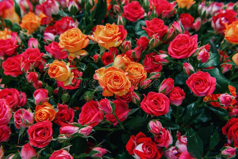 A bouquet of beautiful orange roses is sold in the market as a birthday gift or mother`s day closeup. Modern selection of pink