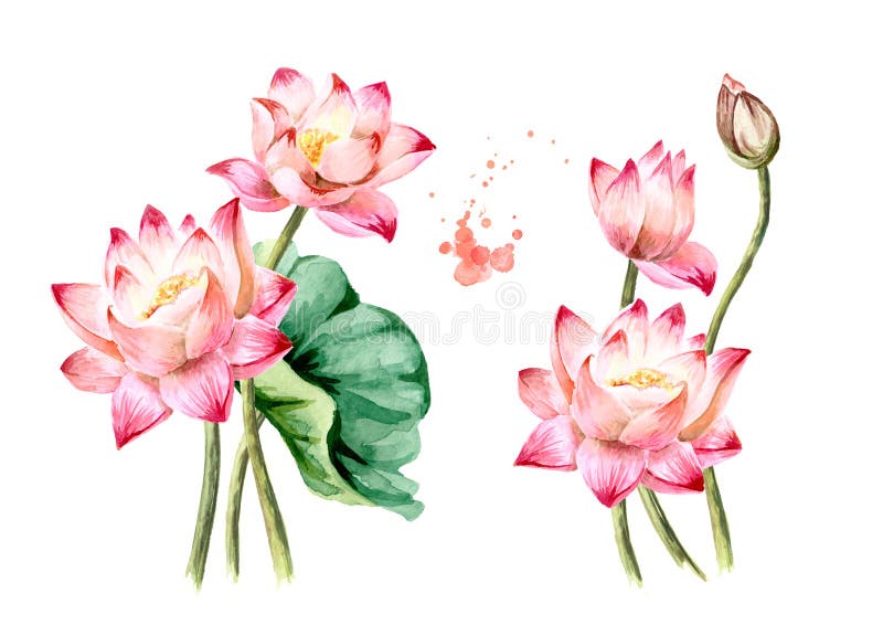 Bouquet of beautiful pink Lotus flowers set. Hand drawn botanical watercolor illustration isolated on white background vector illustration Bouquet of beautiful pink Lotus flowers set. Hand drawn botanical watercolor illustration isolated on white background vector illustration