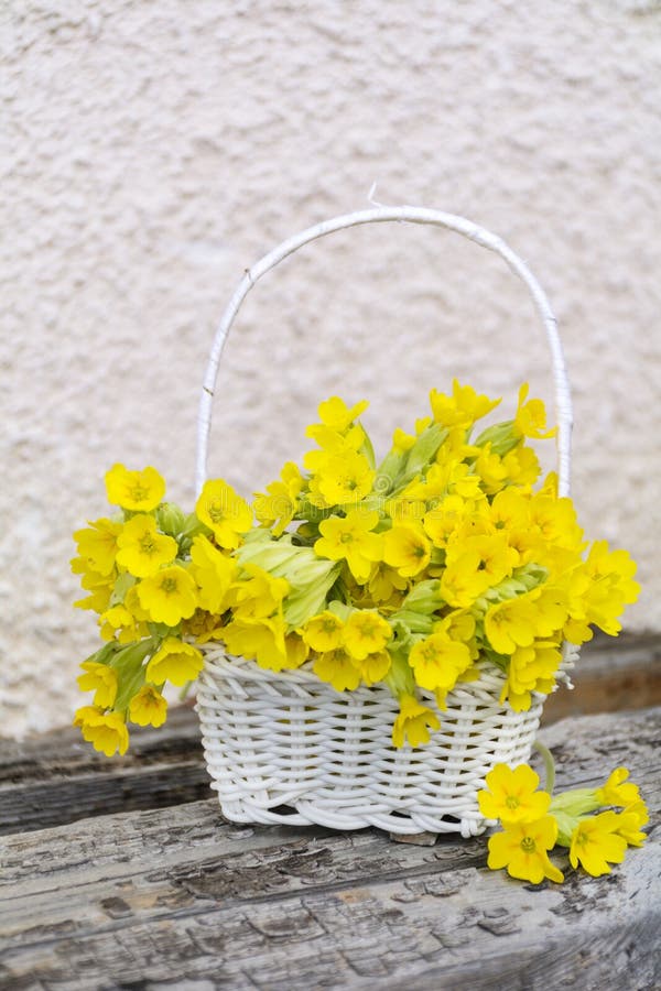 Bouquet of beautiful wild primroses flowers in a white basket royalty free stock photography Bouquet of beautiful wild primroses flowers in a white basket royalty free stock photography