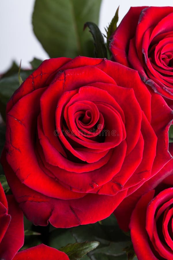 Bouquet of Blossoming Dark Red Roses. Stock Image - Image of birthday ...