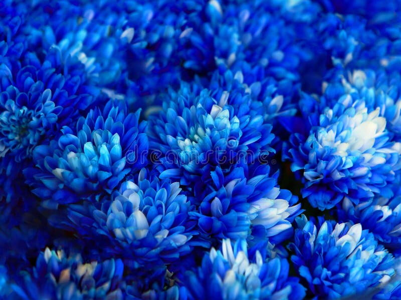 Bouquet of Blue Autumn Chrysanthemum Stock Photo Image of flora