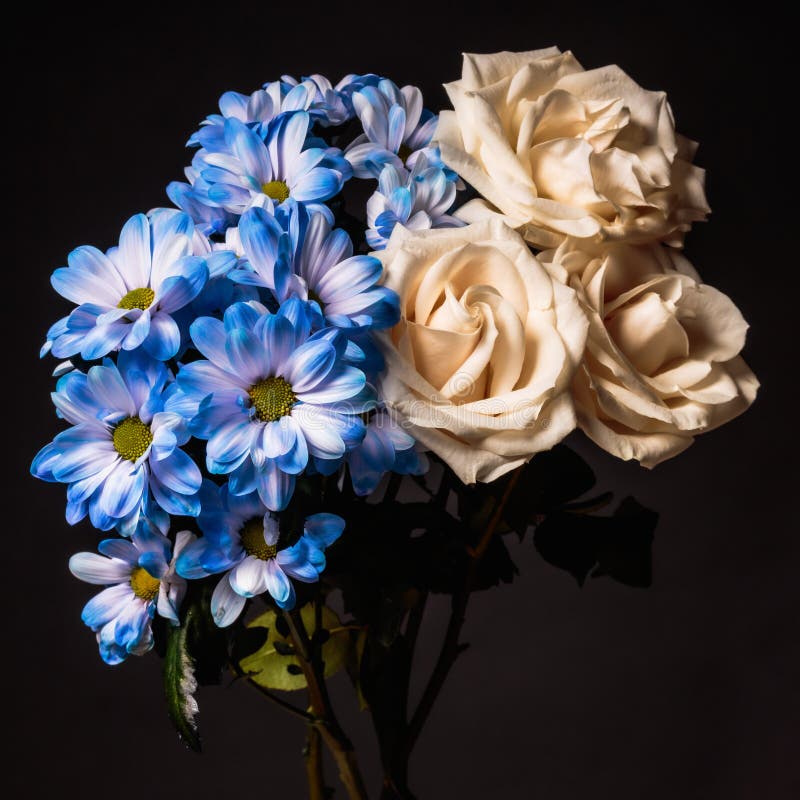 Bouquet of Blue Chrysanthemum and Cream Roses on Dark Background Stock