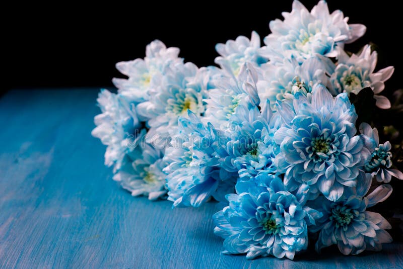 Bouquet of Blue Chrysanthemum Flowers Stock Image Image of elegant