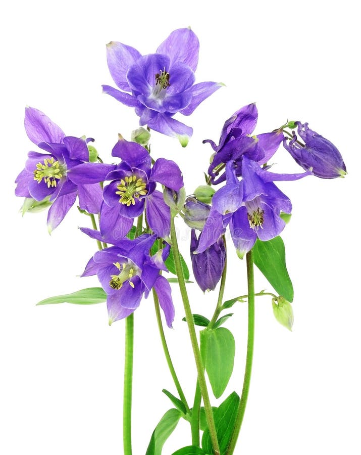 Bouquet of Blue Columbine Flowers Stock Photo - Image of isolated