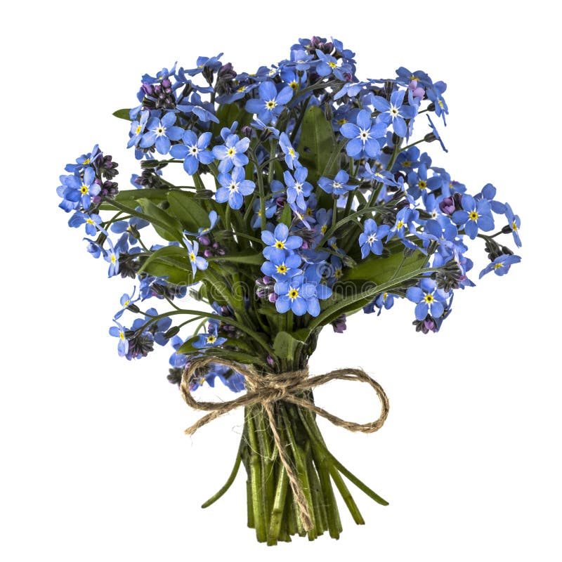 Bouquet of blue forget-me-not, isolated on white background