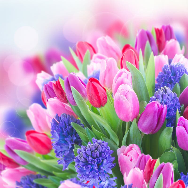 Bouquet of Blue Hyacinth and Tulips Stock Photo - Image of stem ...