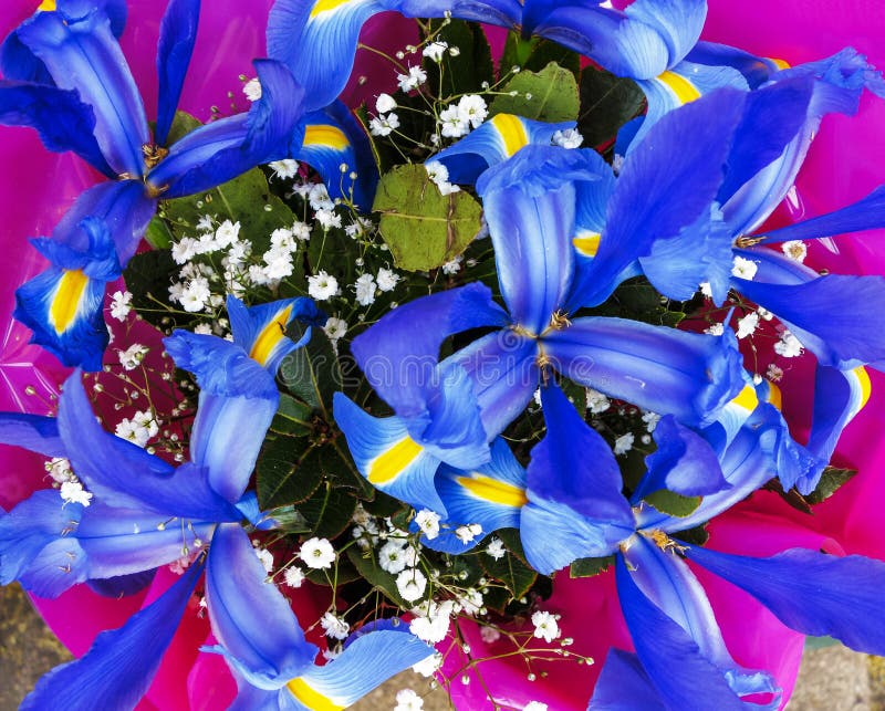 Bouquet of Blue Iris Flowers Stock Photo Image of delicate, botanical