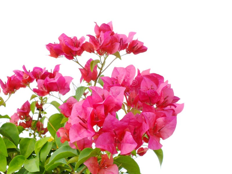 Bougainvilleas Isolated on White Background Stock Image - Image of ...