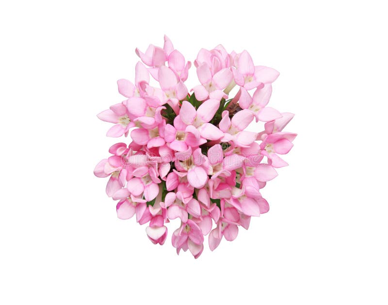Bouvardia white flower stock photo. Image of flower, bloom 16942240