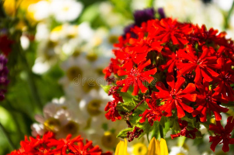 A Bouquet of Bright Spring Flowers of Various Types Stock Image Image of bouquet, nature