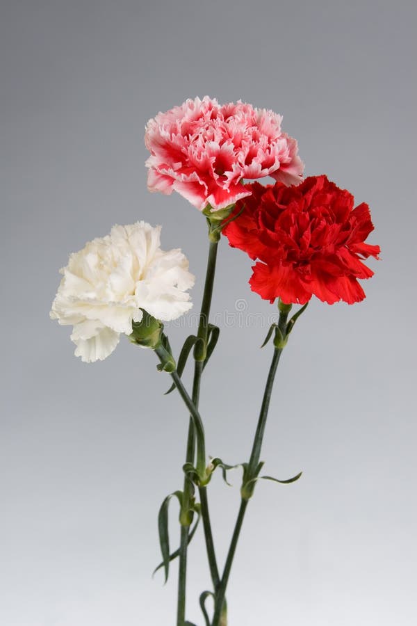 Bouquet of carnations