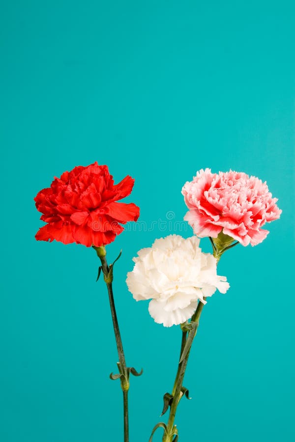 Bouquet of carnations