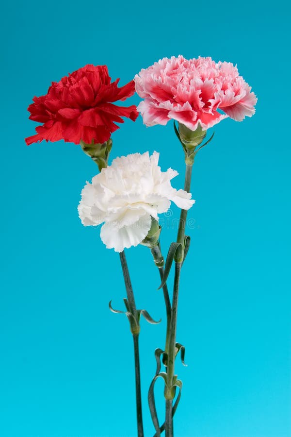 Bouquet of carnations