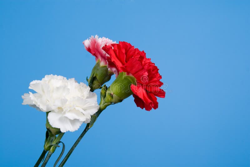 Bouquet of carnations