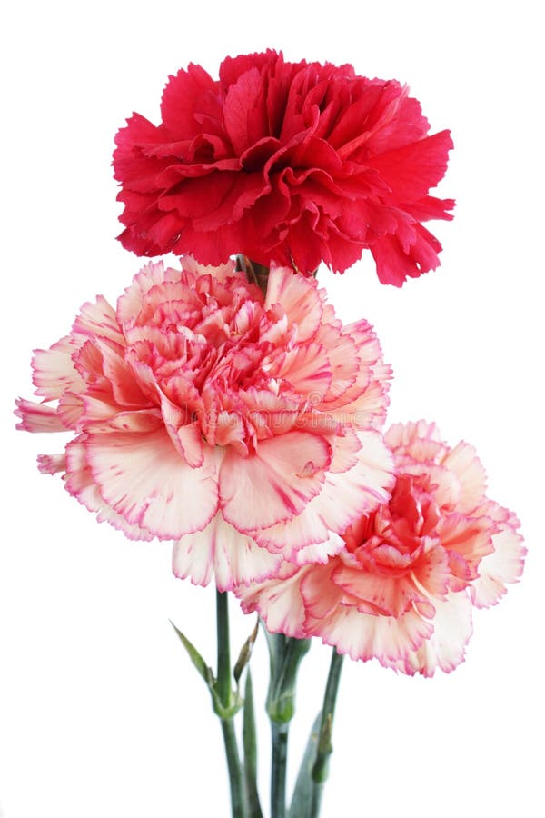 Bouquet of Carnation Flowers Stock Image Image of beautiful, romance 14293761