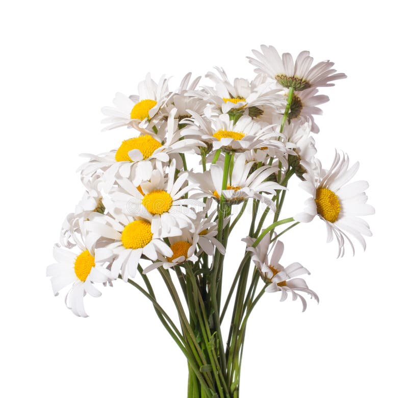 Bouquet of Chamomiles Ox-Eye Daisy Isolated on a White Background Stock