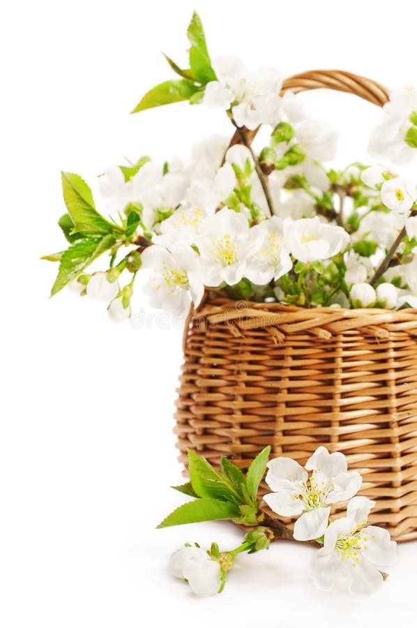 Bouquet of Cherry Blossom in a Basket Stock Photo Image of bunch
