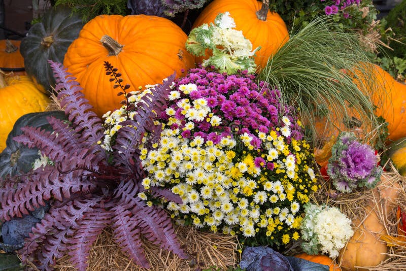 Bouquet of chrysanthemum flowers of different colors with pumpkin varieties yellow almond in the meadow. Food, vegetables, agricul