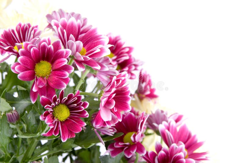 Bouquet of chrysanthemums stock photo. Image of petal - 13324318