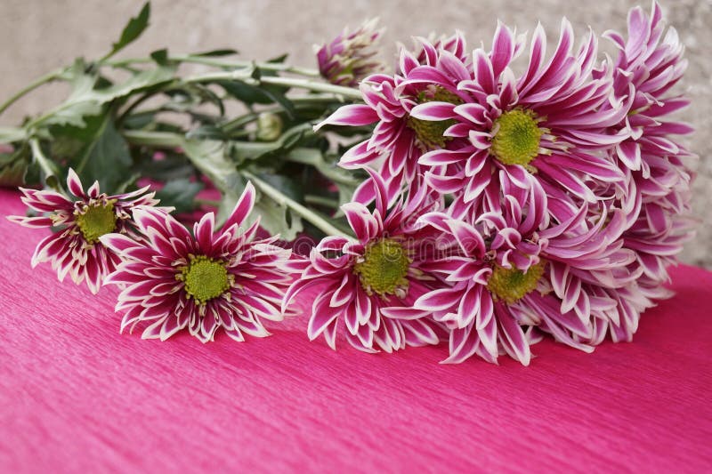 Bouquet of chrysanthemums stock photo. Image of plant 69589572