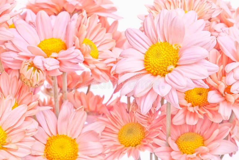 Bouquet of Chrysanthemums or Daisy Stock Photo Image of beauty