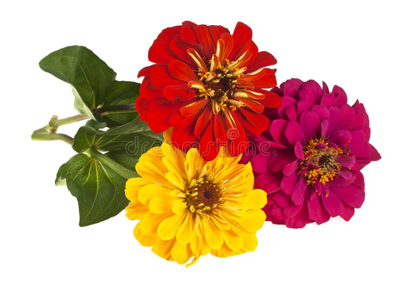 Bouquet of colored zinnia flowers on white background