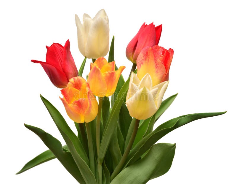 Bouquet of Colorful and Beautiful Tulips Flowers Isolated on White ...