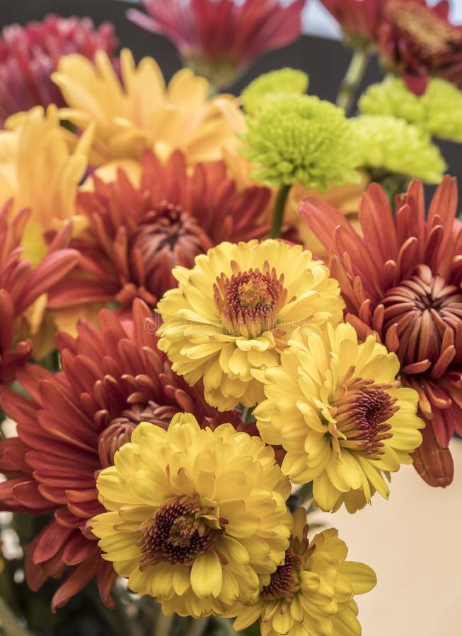 A Bouquet of Colorful Mum Flowers Stock Image Image of asteraceae