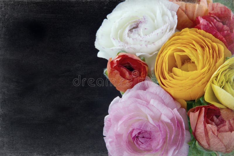 Bouquet of colorful ranunculus flowers, buttercups, on textured black chalkboard background. Bouquet of colorful ranunculus flowers, buttercups, on textured black chalkboard background